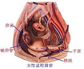 容易被忽视的宫颈息肉